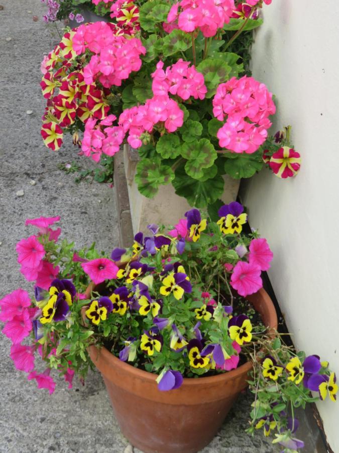 Little Orchard Apartment Pont Yates Esterno foto